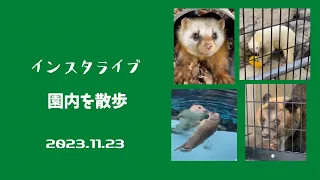 2023年11月23日 インスタライブ　園内を散歩