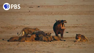 Young Hippo Mourns Mother's Death