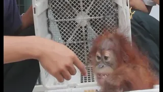 Baby orangutan rescued by authorities from a wildlife trafficker who kept it locked in fruit basket