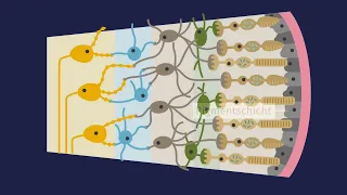 Aufbau der Netzhaut einfach erklärt | sofatutor