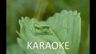 KARAOKE: The Green Grasshopper (Soviet Songs in English) - В траве сидел кузнечик (на англ. языке)