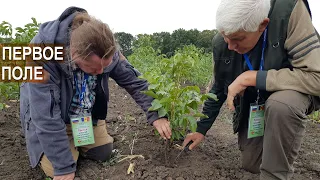 Ореховый бизнес. Выращивание саженцев грецкого ореха. Первое поле. Питомник Господарул. Молдова