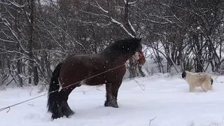 Коні Ваговози/Жеребець на Паровку/Париж/буйволи в Карпатах/коні Ваговози🐴🐴🐴🔥🔥🔥