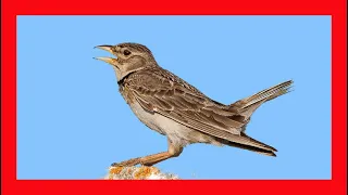 Calandra Lark Song! Calandra Lark Call! Singing! - Calandria Europea Canto! - Melanocorypha Calandra