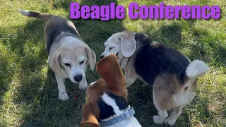 Beagle Conference! 3 beagles have the HAPPY HOUR!