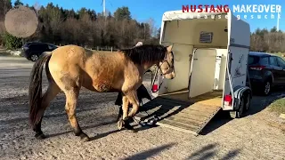 Wild Spirit lernt die Menschenwelt kennen - Ein amerikanischer Mustang im Training