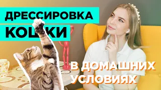 Дрессировка кошки в домашних условиях