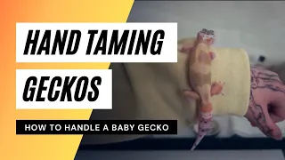 How to Handle a Baby Leopard Gecko | Hand Taming