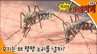 최고다! 호기심딱지 시즌4 - 모기는 왜 왱왱 소리를 낼까?