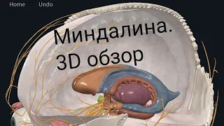 Миндалина мозга. Миндалевидное тело. Краткий анатомический 3D обзор.