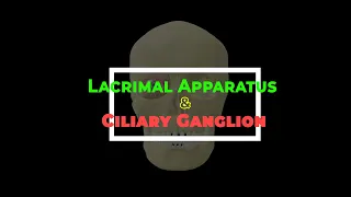 Lacrimal apparatus Ciliary ganglion | Contents of Orbit | 3D Anatomy