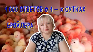 обычные ответы, на НЕобычные вопросы. когда едем за цыпленком. 1 сутки бройлера.