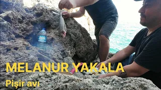 Melanur Yakala Pişir Avı