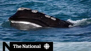 The dangers right whales face in Canadian waters