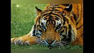 only (Ts)  Tipu sultan whatsapp status