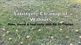 Satisfying cleanup of fallen walnuts with RK 37 Tractor (Relaxing ASMR)