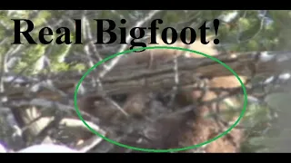 Bigfoot throws enormous boulder.  Sasquatch nearly kills researcher