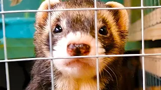 Adopting Rescue Ferrets is Breaking Me