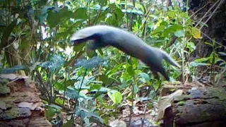 UNBELIEVABLE Trail Cam Footage of Rare Jungle Animals - Get Ready to Be Amazed!