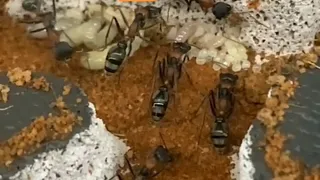 Bull Ant Colony - Myrmecia nigrocincta (A Type Of Jumping Bull Ant)