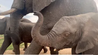 Timisa & Kumbura Bomb Baby Elephant, Khanyisa’s Milk Bottle Dinner 😱