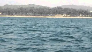 Dolphins spotted in Goa Near South Goa Beach , India Part 1