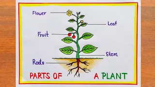 Parts Of A Plant Drawing / How to Draw Parts of a Plant Easy Steps /Parts Of A Plant Diagram Drawing