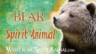 Bear Spirit Animal | Bear Totem & Power Animal | Bear Symbolism & Meanings