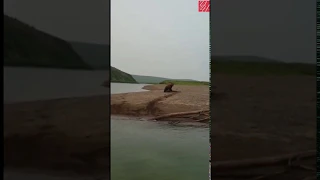 Медведь поймал нерпу