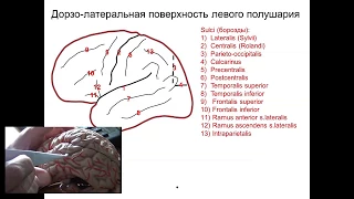 Строение конечного мозга. Рельеф плаща