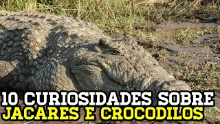 10 Curiosidades sobre jacarés e crocodilo e suas diferenças!!!