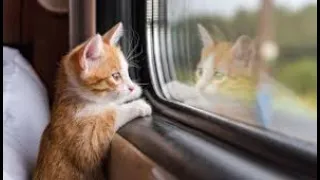TRANSPORTATION OF A CAT in a compartment TRAIN to another city  take a cat dog a pet transportation