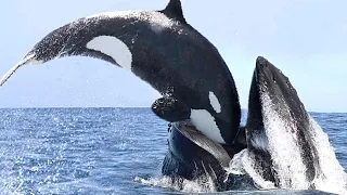 "Ocean Horror: What This Creature Does To Whales and Dolphins Will Shock You!"