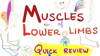 Overview of Muscles of the Lower Limbs 🦵 - Quick Review - Anatomy Series