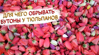 Что нужно сделать что-бы получить хорошую луковицу тюльпанов!Обрываем бутоны у тюльпанов.