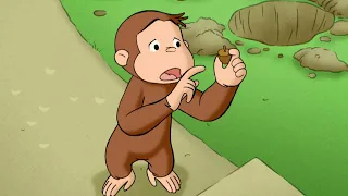 Eichhörnchen für den Tag | Coco der Neugierige Affe | Cartoons für Kinder