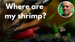 Why Are My Red Cherry Shrimp Hiding? HOW CAN YOU PREVENT YOUR RED CHERRY SHRIMP HIDING ALL DAY LONG?