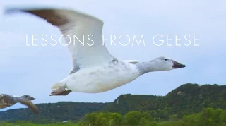 Lessons from Geese: Line of One