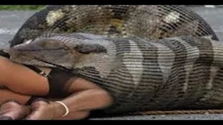 National Geographic documentary - Anaconda Found in Florida Everglades Full Documentary