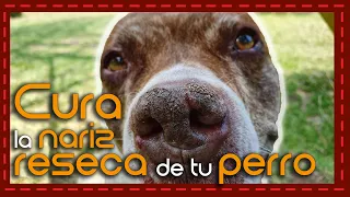 ¡No más nariz agrietada! Aprende a curarla y mantener las patas de tu perro suaves