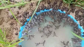 Real feeding Bull frog in the farm not Motion ASMR ( real life daily )