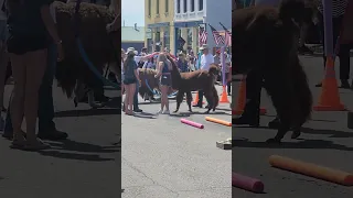 Llama practices for its competition later at Burro Days in Fairplay Colorado