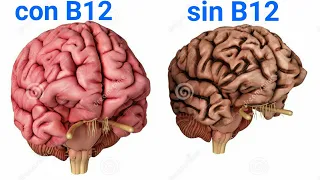 Vitamina B12 y sus beneficios para el cerebro