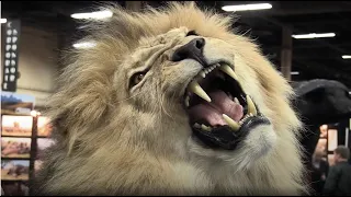 BLOOD LIONS® OFFICIAL TRAILER  | Award winning feature documentary