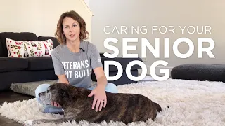 Caring For Your Senior Dog