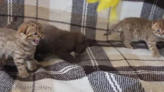 Chocolate scottish fold & straight kittens (шоколадные шотландские вислоухие котята)