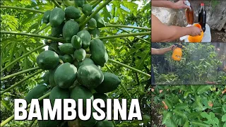 como se hace la BAMBUSINA para grandes COSECHAS Y FLORACIONES