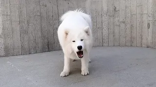 Samoyed Barking and Howling Compilation