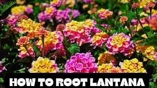 3 AMAZING Ways to Propagate Lantana in Your Garden | How to Root Lantana