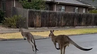 Neighborhood with kangaroos #melbourne #nature  #kangroo